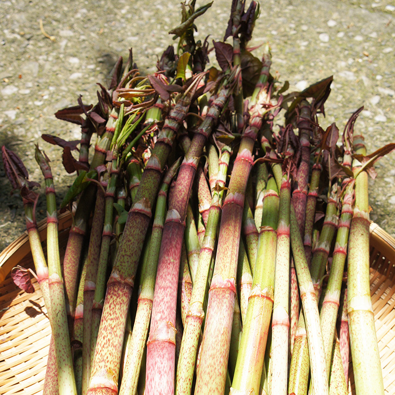 高知生まれの料理家 小島喜和さんの土佐の味「初がつおのたたき膳」を作って乾杯！