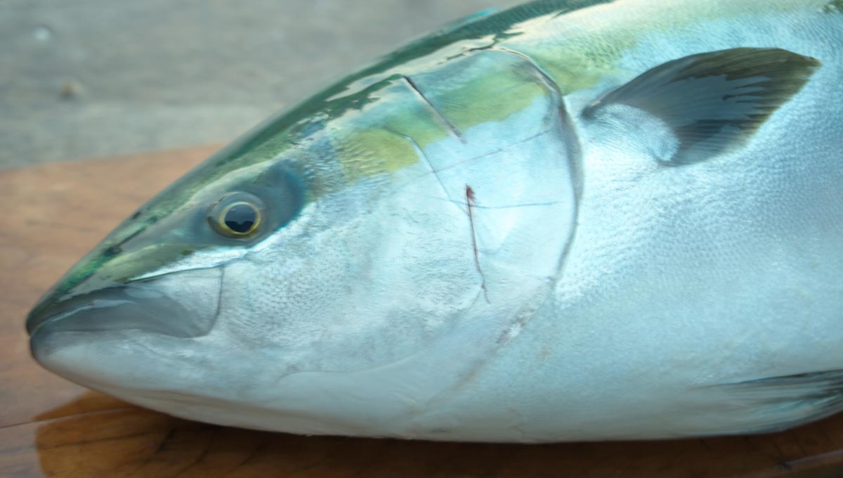 ながさきさんの旬のお魚教室　脂がのった寒ぶり一尾を食べ尽くそう！