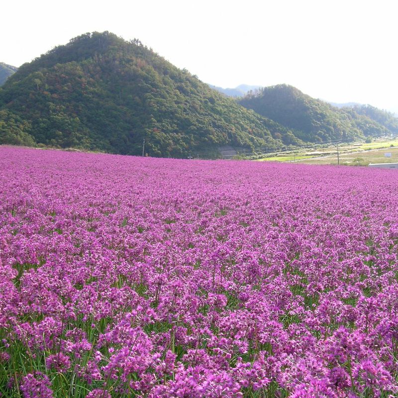 季節の手しごと　鳥取県・福部町産の砂丘らっきょうで仕込む「らっきょうの甘酢漬け」