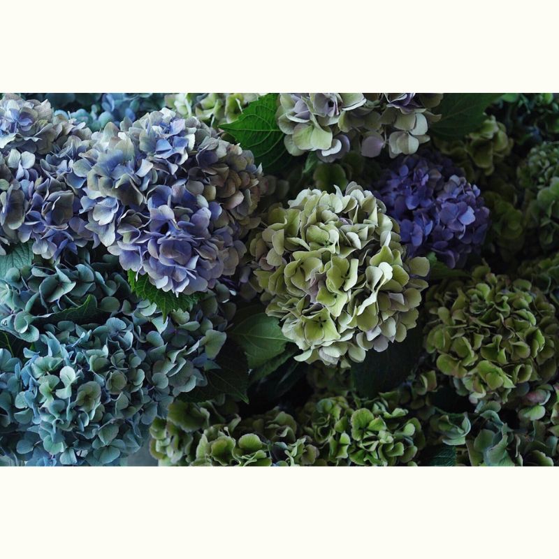 TAMOTAMOさんの紫陽花とグリーンのサマーリース＆夏椿の練り切りレッスン