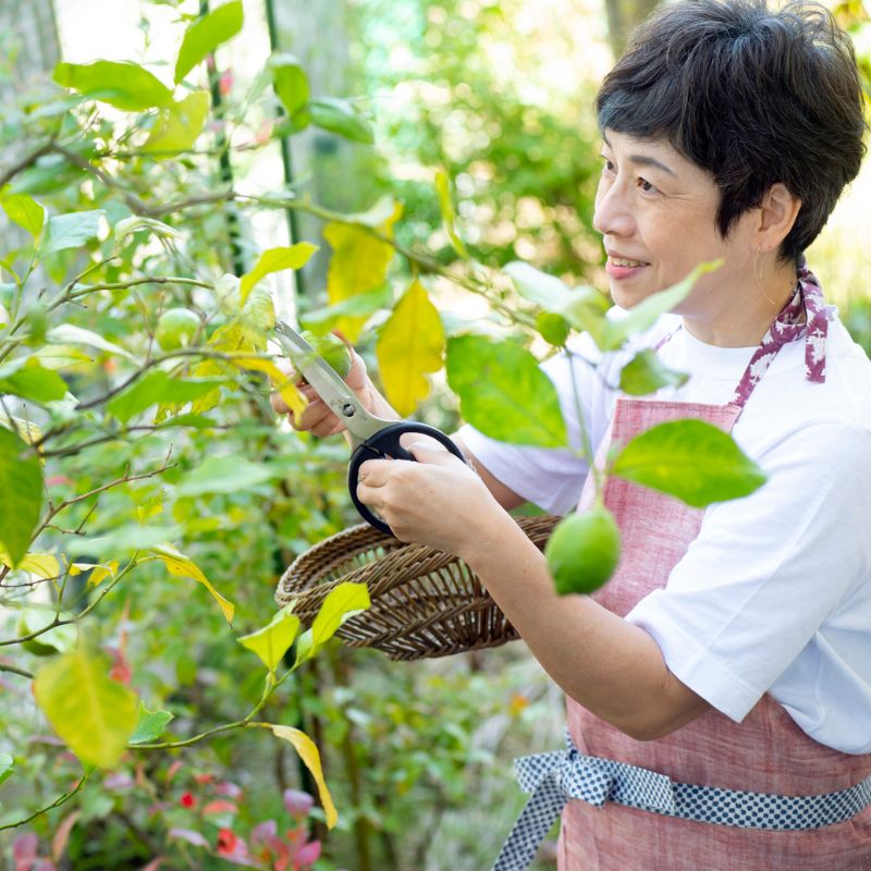 飛田和緒さんの一度作ったらリピ確実！　うちのボリュームしゅうまい定食