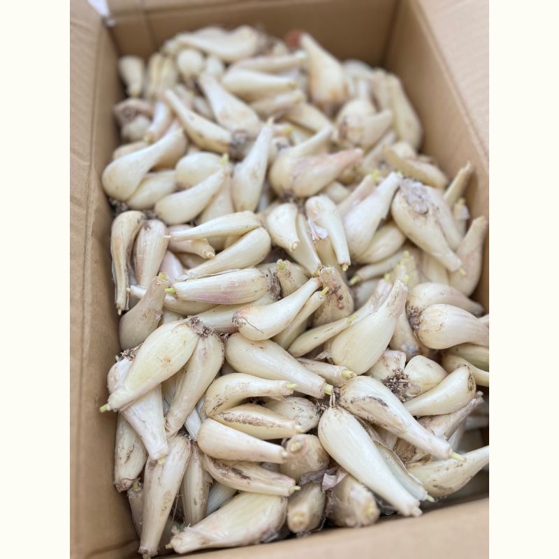 ほりえさわこさんに習う『ほりえ家』に代々伝わる秘伝の「手作りらっきょう」　作って、お持ち帰り♪