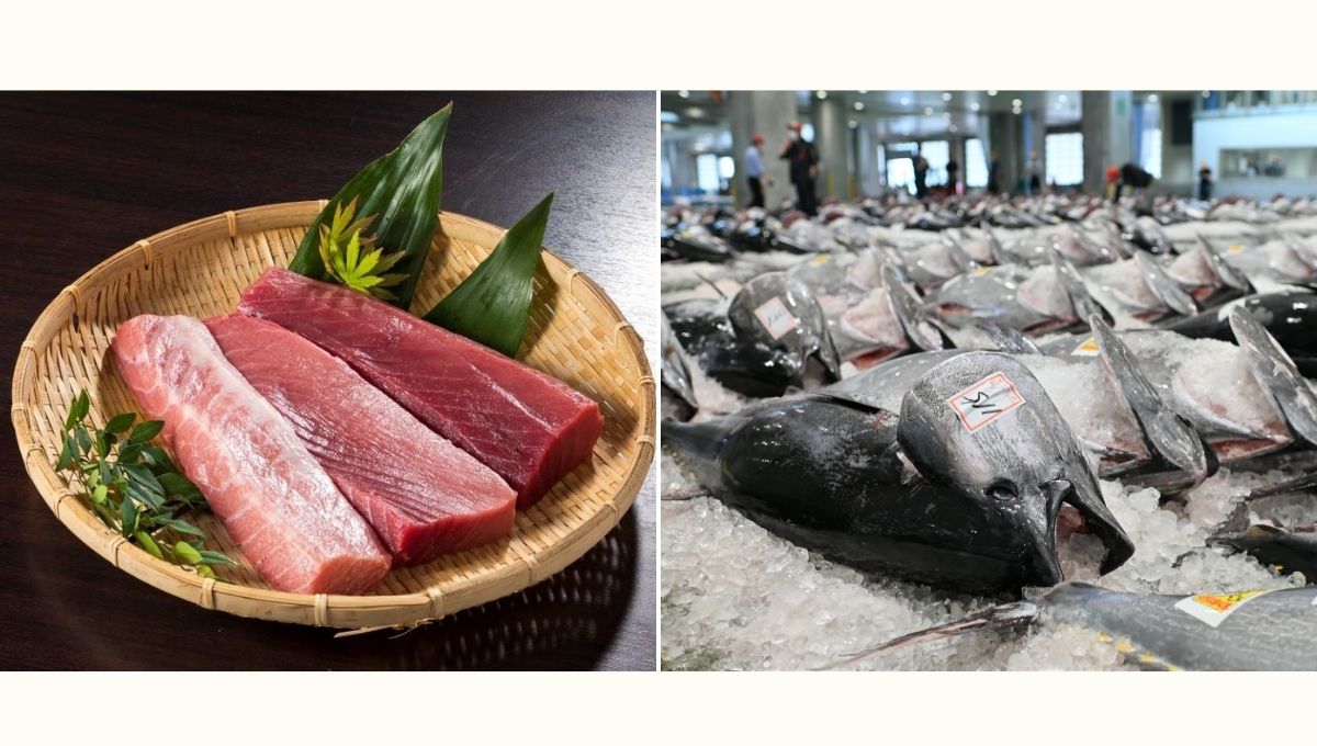 ６月は鳥取県境港で本マグロの水揚げ最盛期！　飛田和緒さんと「クロマグロ」を味わい学ぶ＊特別講座